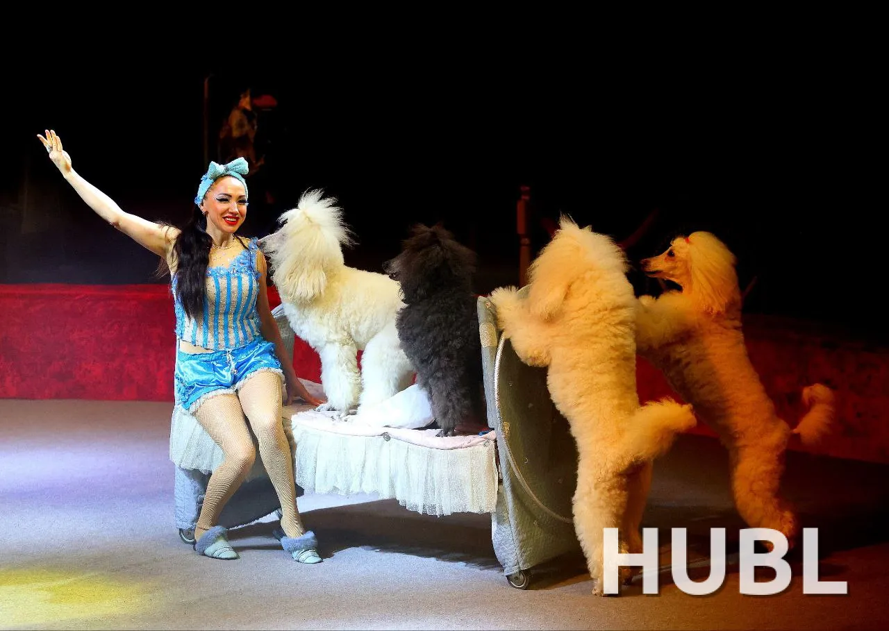 Шапито 13 метров г. Иваново